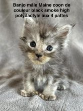 Chatons de race Maine coon à vendre chez l'éleveur JACQUEMIN MAUD
