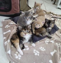 Chatons de race Maine coon à vendre chez l'éleveur du Chêne des Maurins VERRAL MARIE ELISABETH