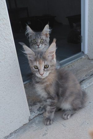 Image de la portée de chaton de l'élévage GONCALVES GIL