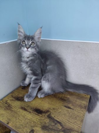 Image de la portée de chaton de l'élévage GONCALVES GIL