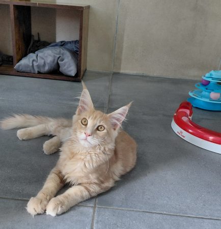 Image de la portée de chaton de l'élévage GONCALVES GIL