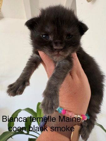 Image de la portée de chaton de l'élévage JACQUEMIN MAUD