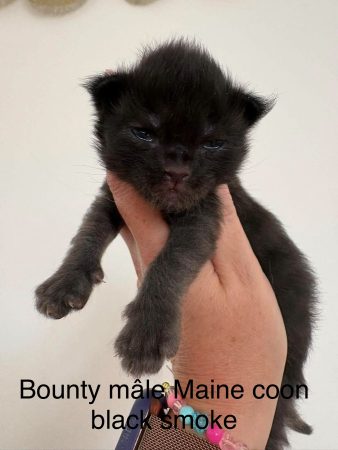 Image de la portée de chaton de l'élévage JACQUEMIN MAUD