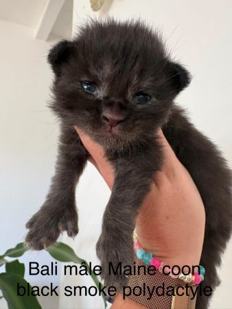 Image de la portée de chaton de l'élévage JACQUEMIN MAUD