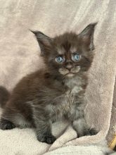 Chatons de race Maine coon à vendre chez l'éleveur JACQUEMIN MAUD