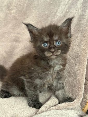 Image de la portée de chaton de l'élévage JACQUEMIN MAUD