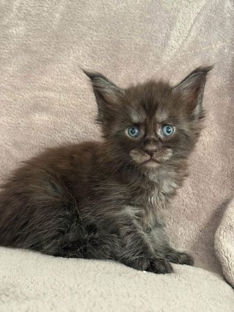Image de la portée de chaton de l'élévage JACQUEMIN MAUD