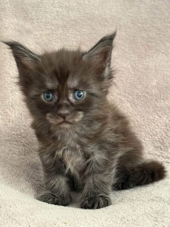Image de la portée de chaton de l'élévage JACQUEMIN MAUD
