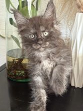 Chatons de race Maine coon à vendre chez l'éleveur JACQUEMIN MAUD