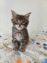 Chatons de race Maine coon à vendre chez l'éleveur Des Lynx du Nord
