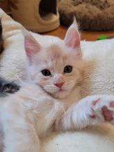 Chatons de race Maine coon à vendre chez l'éleveur SEVI S COONCOONING