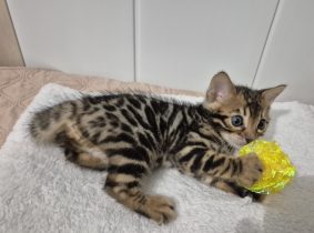 Chatons de race Maine coon à vendre chez l'éleveur Diouz ti ar Steredenn