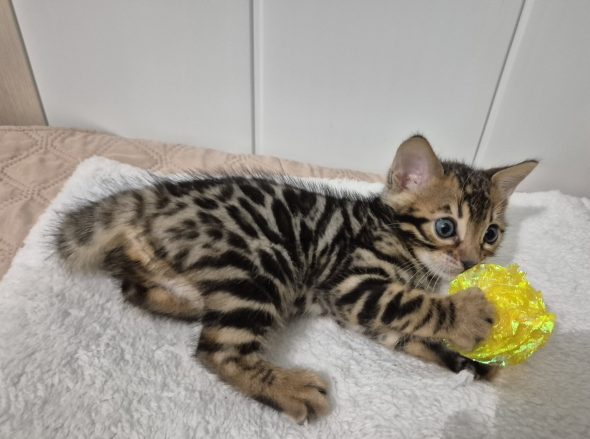 Image de la portée de chaton de l'élévage Diouz ti ar Steredenn