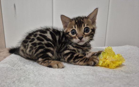 Image de la portée de chaton de l'élévage Diouz ti ar Steredenn