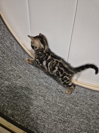 Image de la portée de chaton de l'élévage Diouz ti ar Steredenn