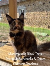 Chatons de race Maine coon à vendre chez l'éleveur EARL CRACKERS