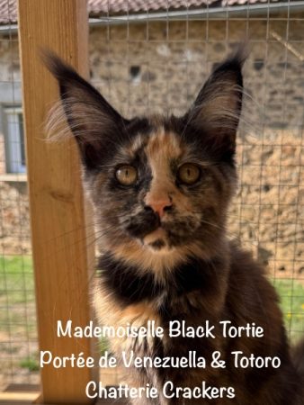 Image de la portée de chaton de l'élévage EARL CRACKERS