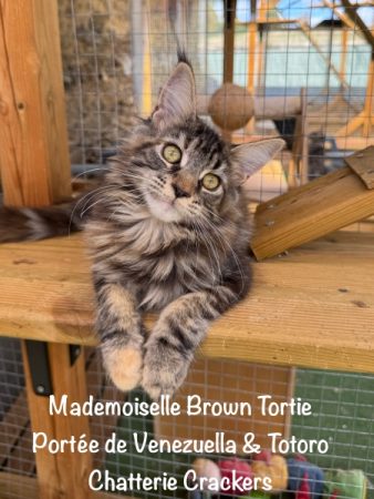Image de la portée de chaton de l'élévage EARL CRACKERS
