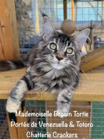 Image de la portée de chaton de l'élévage EARL CRACKERS