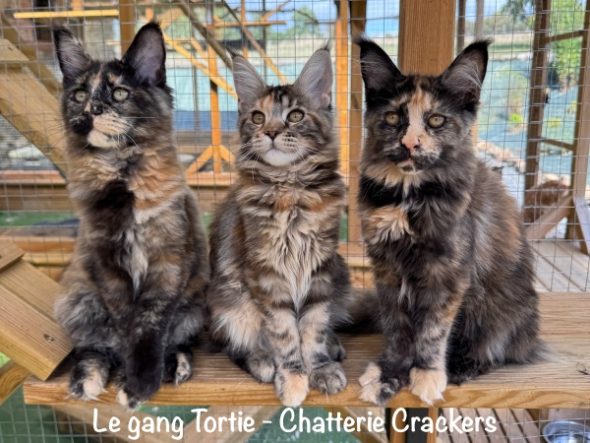 Image de la portée de chaton de l'élévage EARL CRACKERS