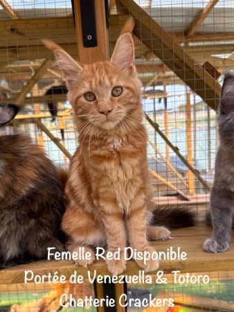 Image de la portée de chaton de l'élévage EARL CRACKERS