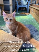 Chatons de race Maine coon à vendre chez l'éleveur EARL CRACKERS