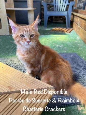 Image de la portée de chaton de l'élévage EARL CRACKERS