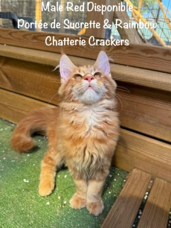 Image de la portée de chaton de l'élévage EARL CRACKERS