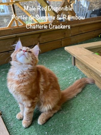 Image de la portée de chaton de l'élévage EARL CRACKERS
