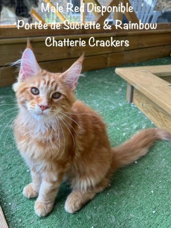 Image de la portée de chaton de l'élévage EARL CRACKERS
