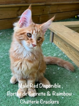 Image de la portée de chaton de l'élévage EARL CRACKERS