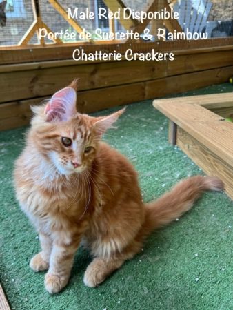 Image de la portée de chaton de l'élévage EARL CRACKERS