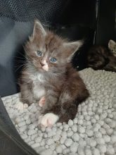 Chatons de race Maine coon à vendre chez l'éleveur Des Lynx du Nord