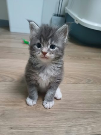 Image de la portée de chaton de l'élévage Des Lynx du Nord
