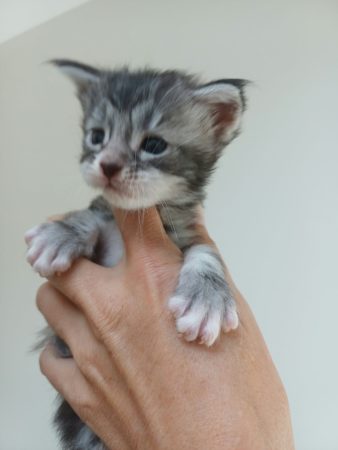 Image de la portée de chaton de l'élévage Des Lynx du Nord