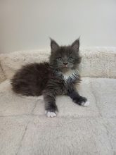 Chatons de race Maine coon à vendre chez l'éleveur Des Lynx du Nord