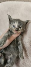 Chatons de race Maine coon à vendre chez l'éleveur CHATTERIE DE SAM TI COON