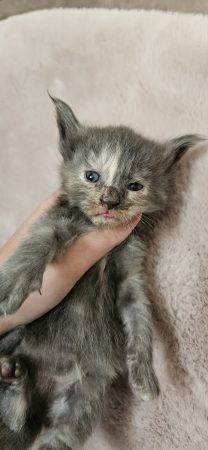 Image de la portée de chaton de l'élévage CHATTERIE DE SAM TI COON