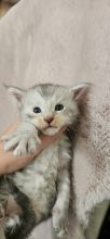 Chatons de race Maine coon à vendre chez l'éleveur CHATTERIE DE SAM TI COON