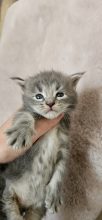 Chatons de race Maine coon à vendre chez l'éleveur CHATTERIE DE SAM TI COON