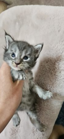 Image de la portée de chaton de l'élévage CHATTERIE DE SAM TI COON