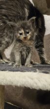 Chatons de race Maine coon à vendre chez l'éleveur CHATTERIE DE SAM TI COON