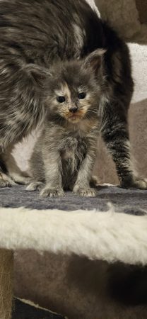 Image de la portée de chaton de l'élévage CHATTERIE DE SAM TI COON