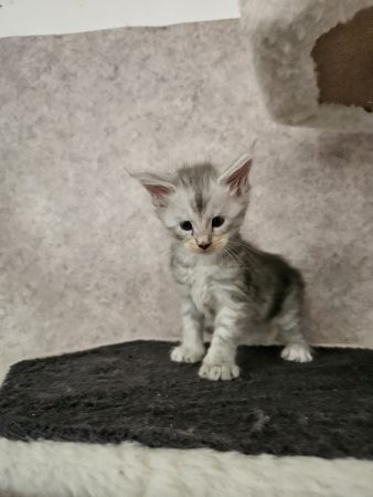 Image de la portée de chaton de l'élévage CHATTERIE DE SAM TI COON