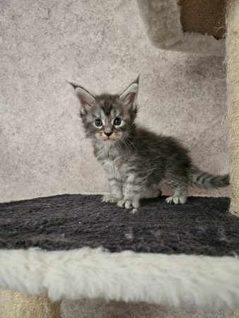 Image de la portée de chaton de l'élévage CHATTERIE DE SAM TI COON