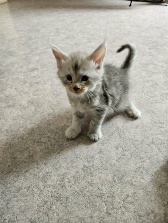 Image de la portée de chaton de l'élévage CHATTERIE DE SAM TI COON