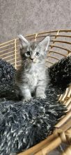 Chatons de race Maine coon à vendre chez l'éleveur CHATTERIE DE SAM TI COON