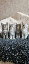 Chatons de race Maine coon à vendre chez l'éleveur CHATTERIE DE SAM TI COON
