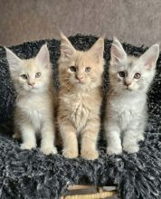 Chatons de race Maine coon à vendre chez l'éleveur CHATTERIE DE SAM TI COON