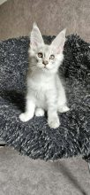 Chatons de race Maine coon à vendre chez l'éleveur CHATTERIE DE SAM TI COON
